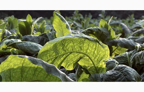 Табак оптом по низким ценам