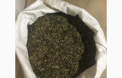 Самосад Махорка