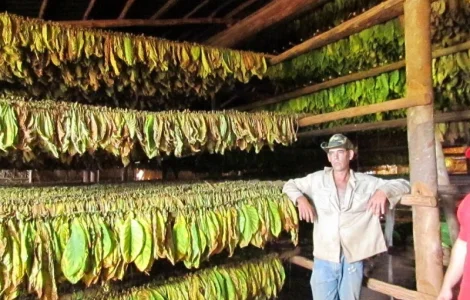 Махорка-Самосад - высококачественный табак