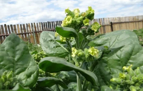 Крепкий домашний табак Махорка