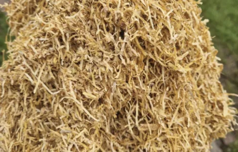 Продается табак Вирджиния Голд ферментированный Легкий