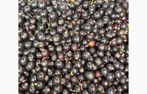 Продается мороженая черная смородина