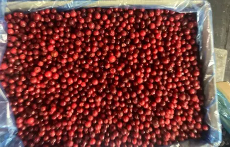 Продам красную смородину