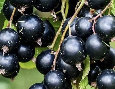 Продается замороженная смородина