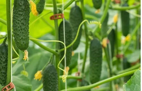 Куплю тепличные огурцы оптом