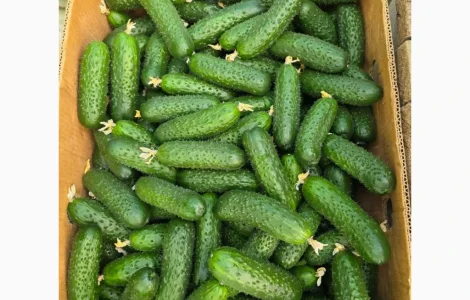 Огірок Закарпаття