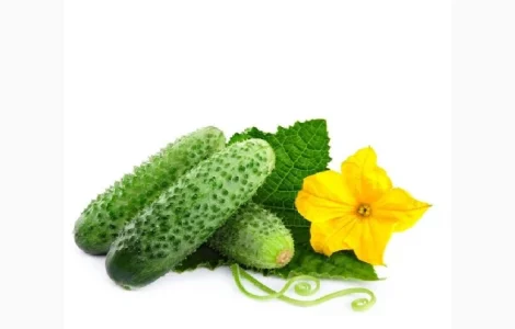 Купую огірок від 5 тонн