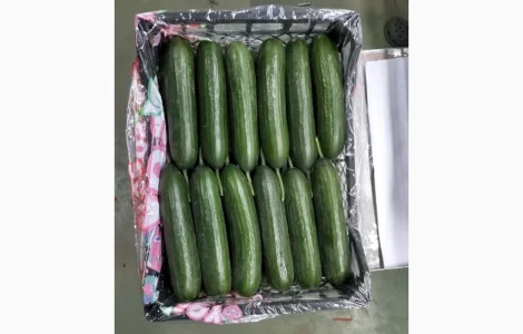 Овощи из Турции оптом