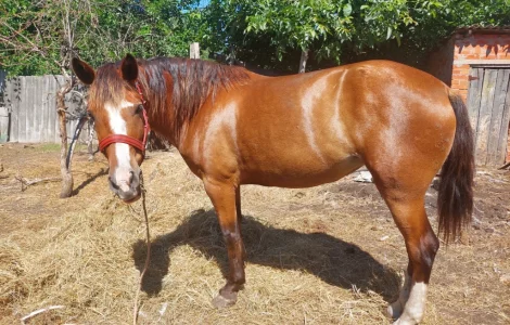 Кобила української верхової породи на продаж