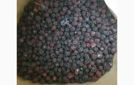 Продам ежевику дикорастущую мороженую