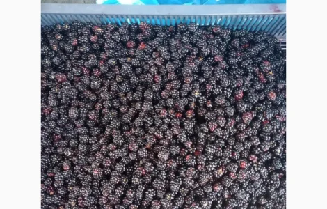 Продается замороженная ожина оптом