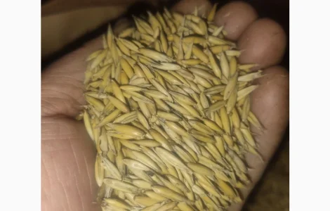 Продаж овса 50 тонн