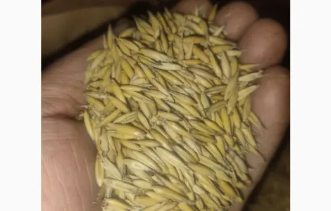 Продам овес