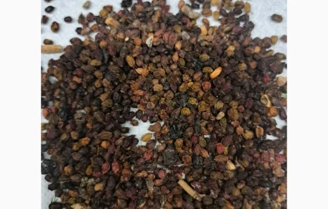 Продаются отходы черной бузины