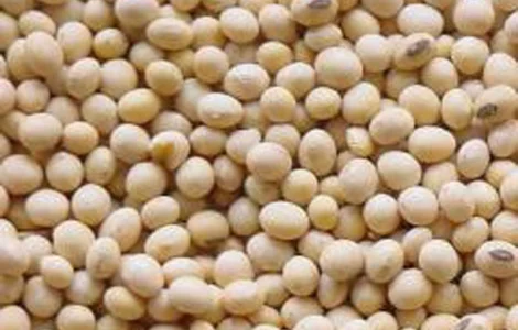 Продається посівна соя БЕЗ ГМО