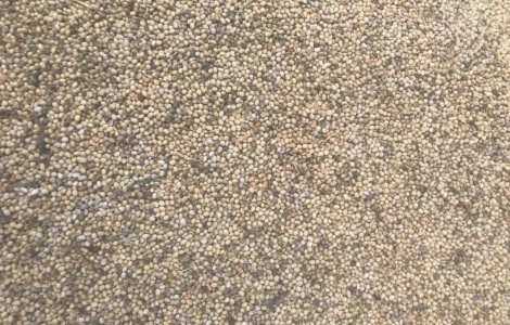 Продажа весенней сои