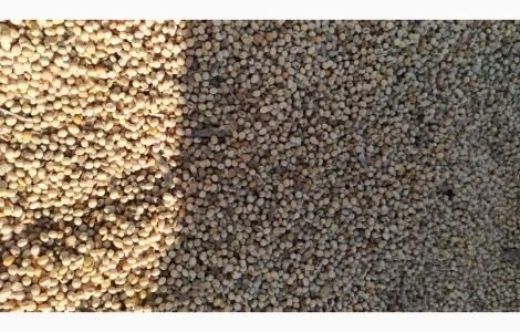 Продается соя ГМО перезимующая