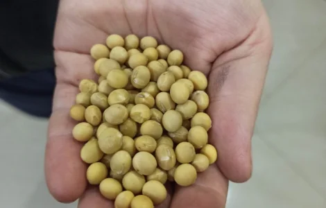 Продаж сої НЭ ГМО в м. Львів