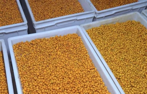 Продается свежемороженая облепиха