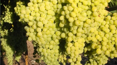 Куплю ягоди винограду білих сортів