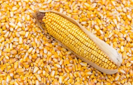 Купуємо кукурудзу оптом