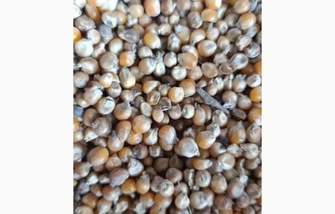 Продаж кукурудзи на корм