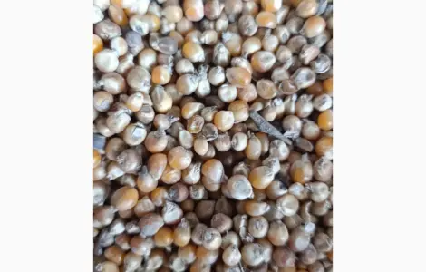 Продажа кукурузы на корм