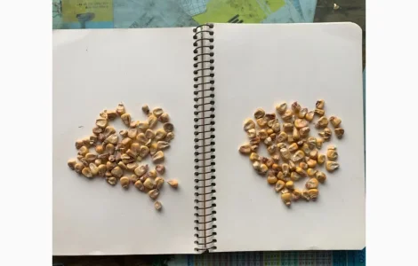 Кукуруза с влажностью 14-15% в продаже