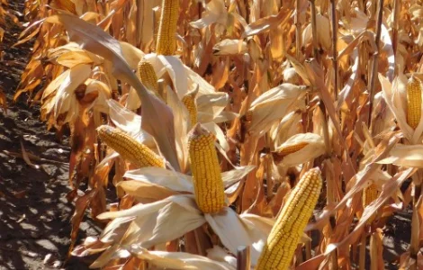 Насіння кукурудзи ДБ Хотин (ФАО 280) от производителя