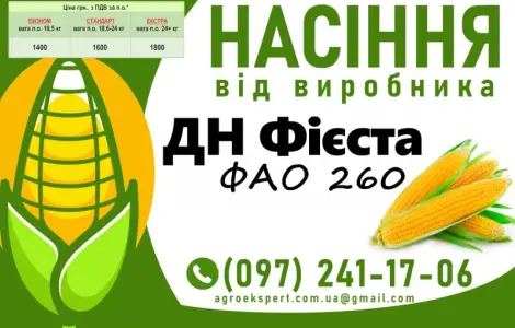 Насіння кукурудзи 2025 – гібрид ДН Фієста (ФАО 260) от производителя