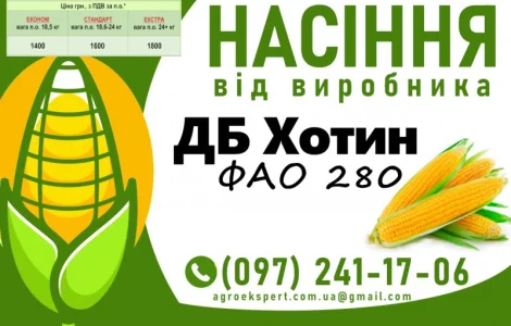 Насіння кукурудзи ДБ Хотин (ФАО 280) 2025 року від виробника