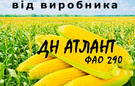 Насіння кукурудзи ДН Атлант ФАО 290 від виробника Agro_Exprt