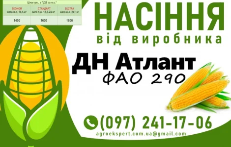 Насіння кукурудзи ДН Атлант (ФАО 290) 2025 від виробника
