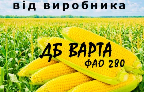 Насіння кукурудзи ДБ Варта ФАО 280 от производителя Agro_Exprt