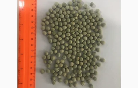Закупаем горох жёлтый и зелёный оптом