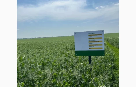 Насіння жовтого гороху Астронавт – продаж