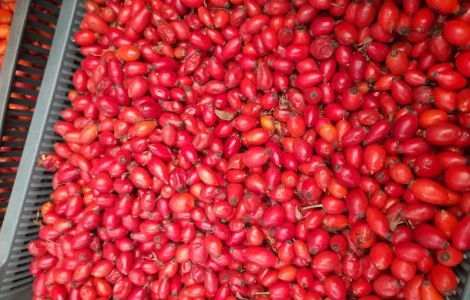 Продаж шипшини хорошої якості