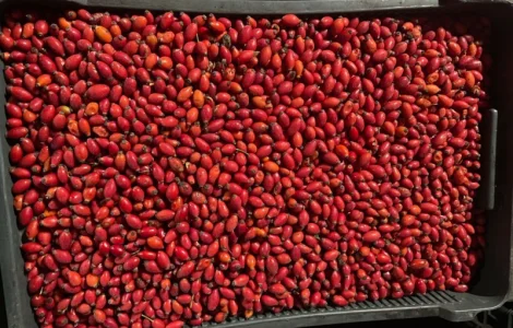 Продается замороженная шипшина оптом