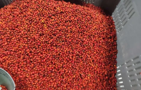 Продам шипшину заморожену