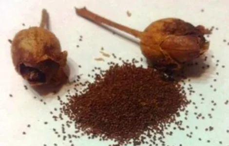 Семена тютюну Вірджинія, ціна за 5 ч.л.