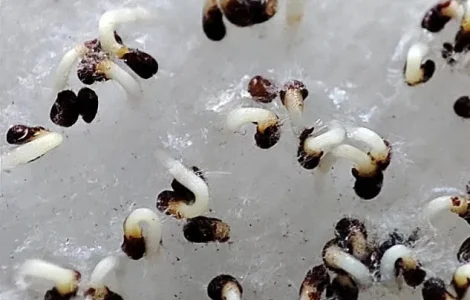 Насіння махорки - 100 грам