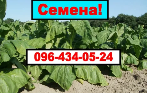 Продам своє насіння тютюну (Махорки)