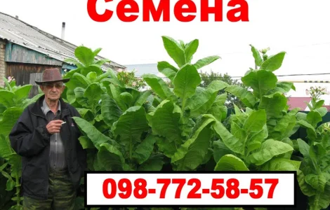 Семена махорки и Табака (Насіння тютюну)