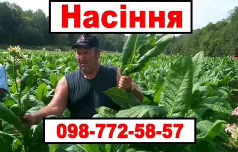 Насіння махорки та тютюну. Багато сортів!