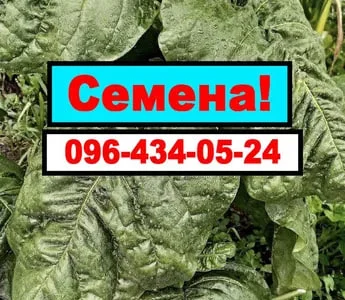 Насіння Табака. Семена табака Махорки