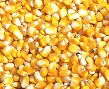 Кукурудза Ячмінь Пшениця