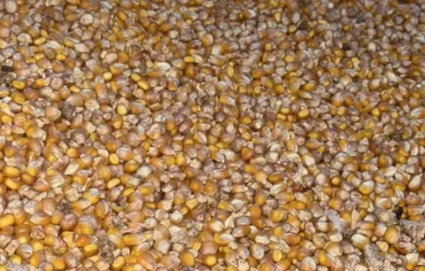 Продам кукурузу. Доставка. Петриківка. Камʼянське