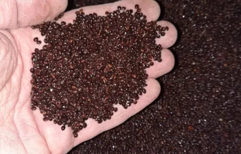 Просо чёрное семена нуг абиссинский сортекс