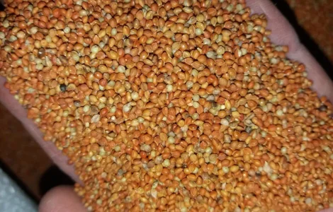 Чумиза італійське просо сенегальське просо