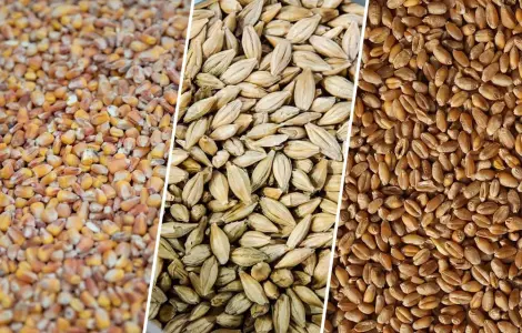 Продам Зерно! Кукурудзи, пшениці, ячміня, просо, овес